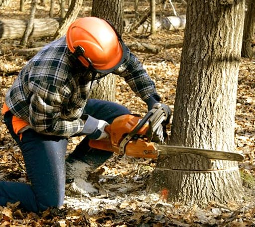 Tree Removal in Dana, IL